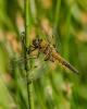 Dragonfly Michael Beattie on unsplash